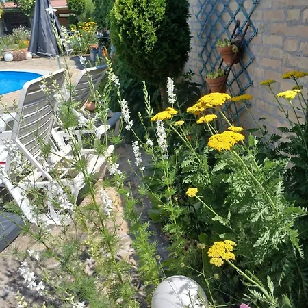 Vintage Luxurious House Villa