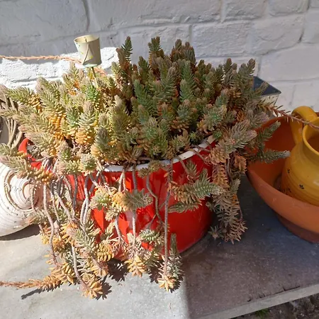 Vintage Luxurious House Villa